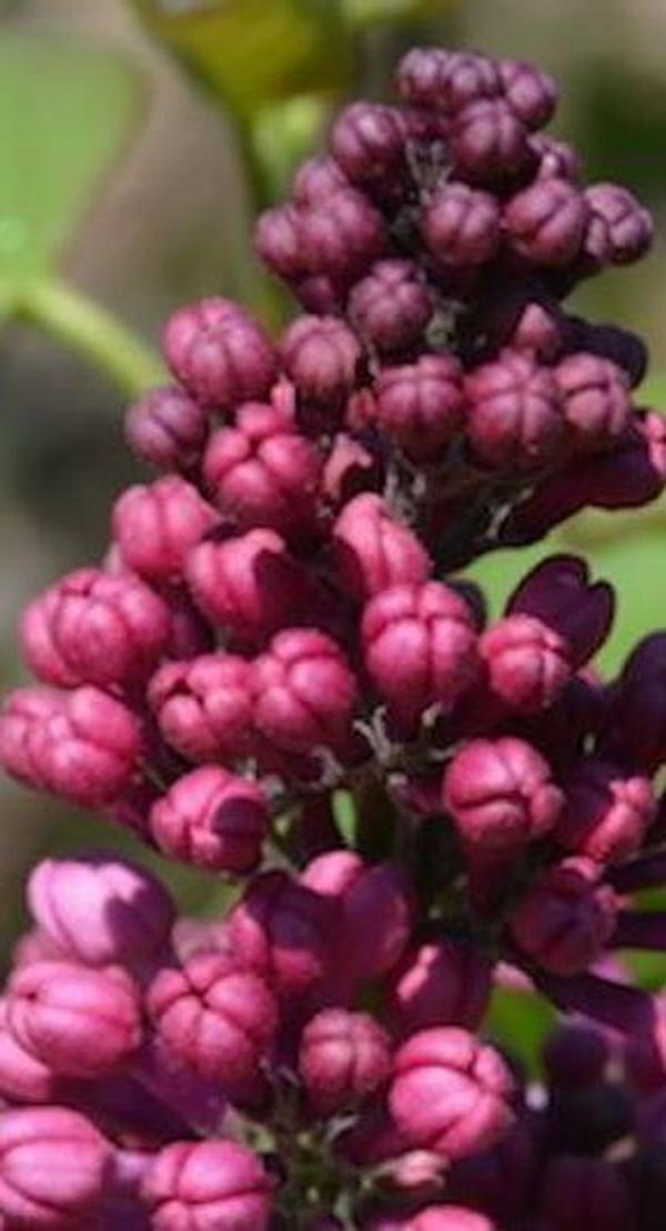 2021-05-09 Lilacs